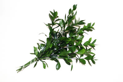 Florida Ruscus